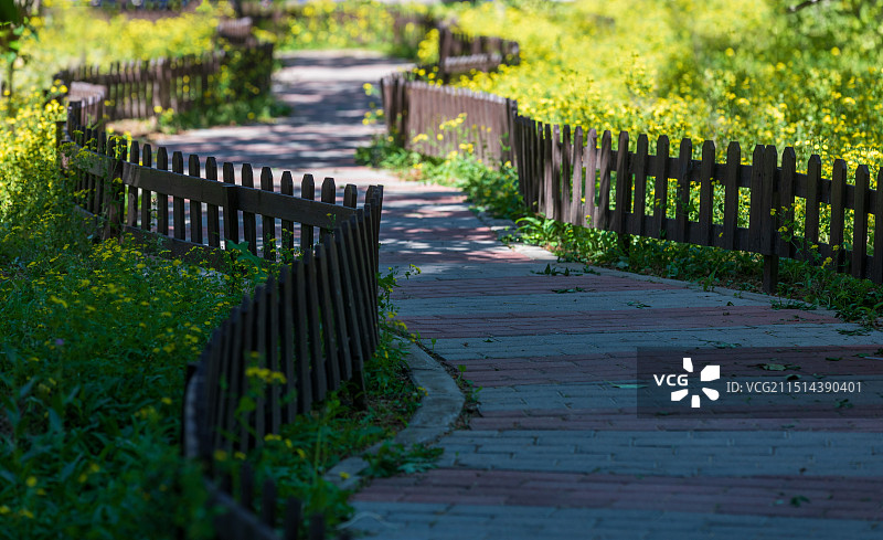 开满野花的曲径图片素材