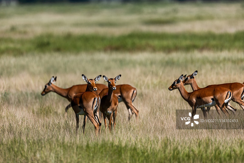 非洲肯尼亚野生动物-瞪羚图片素材
