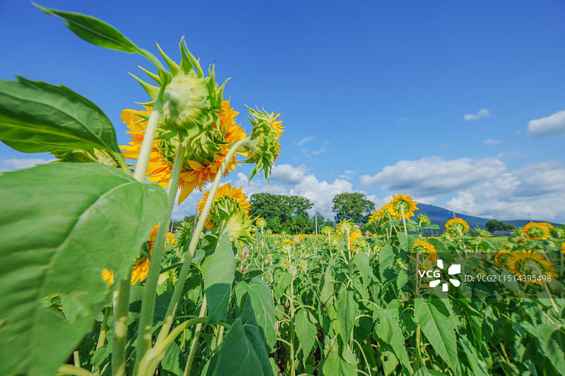 蓝天下的日本筑波山下明野向日葵花田图片素材