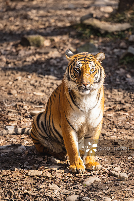 动物园的东北虎图片素材
