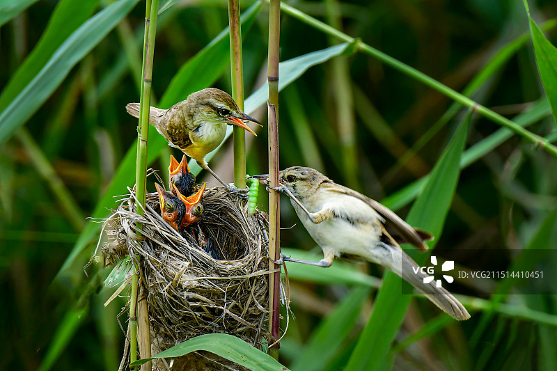 大苇莺育雏图片素材