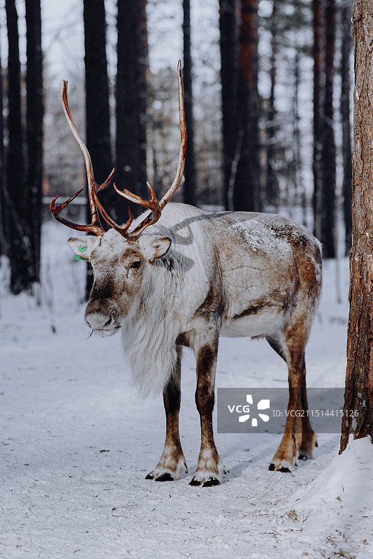 驯鹿图片素材