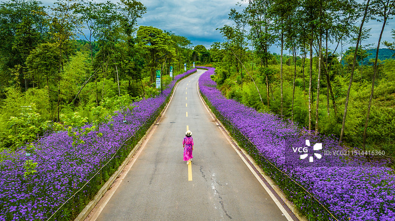 海子山马鞭草景观道图片素材