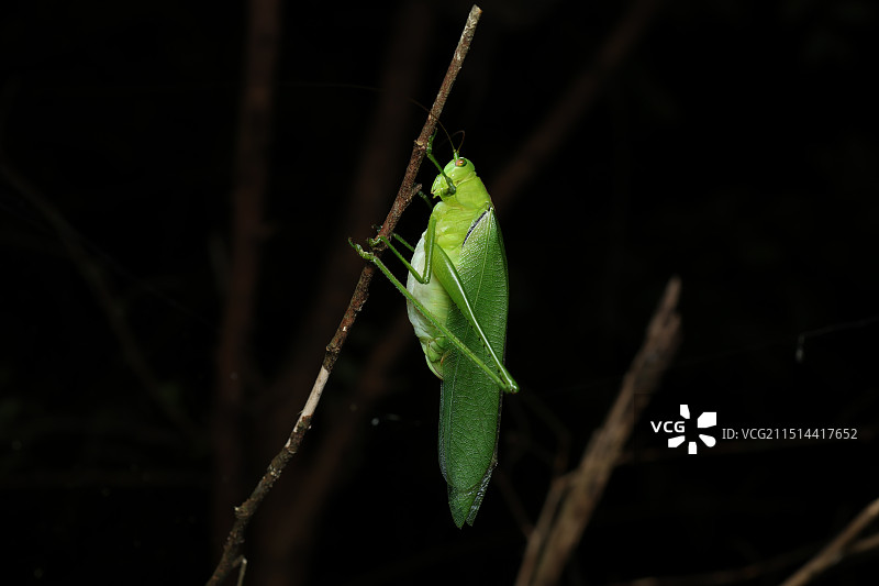 华绿螽图片素材