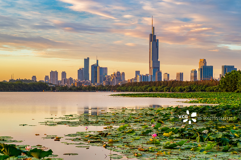 南京夏天玄武湖荷花盛开，日出阳光照在紫峰大厦和新街口图片素材