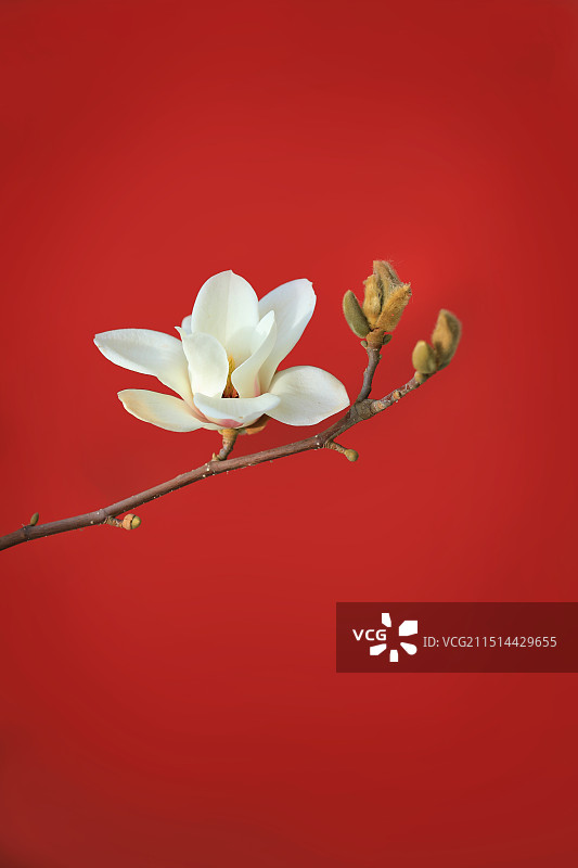 红色背景盛开的玉兰花图片素材