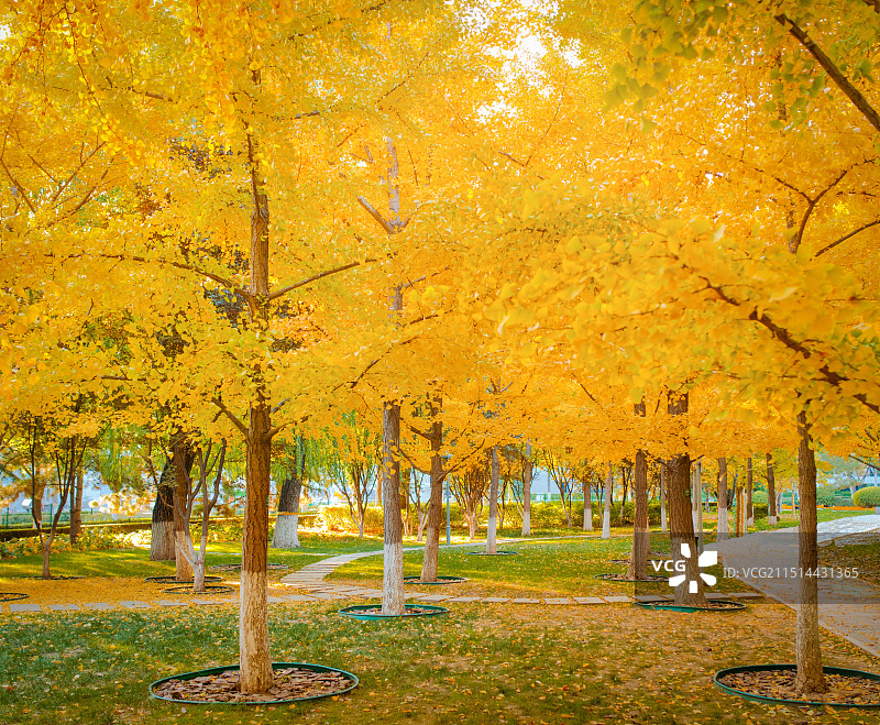 金秋落叶银杏林图片素材