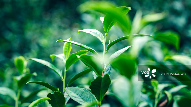 茶园茶叶春茶嫩叶图片素材