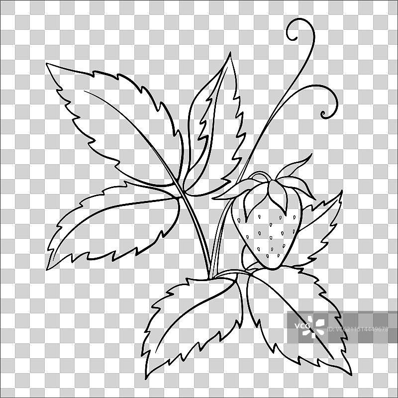 带叶子的线性草莓图片素材