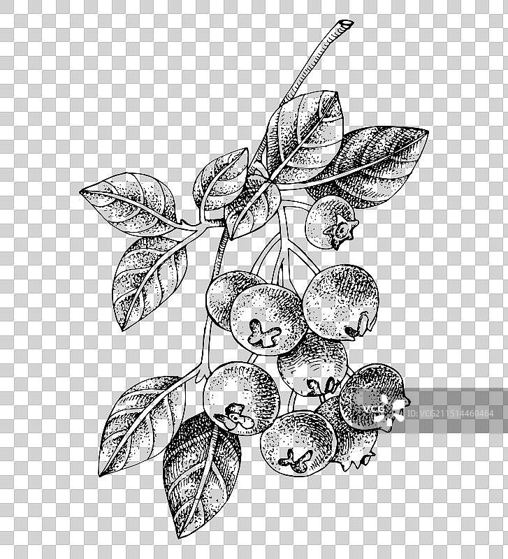 带有成熟浆果的蓝莓枝图片素材