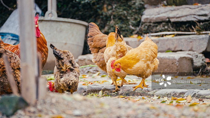 散养鸡图片素材