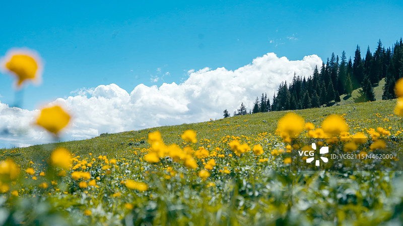 赛里木湖金莲花图片素材