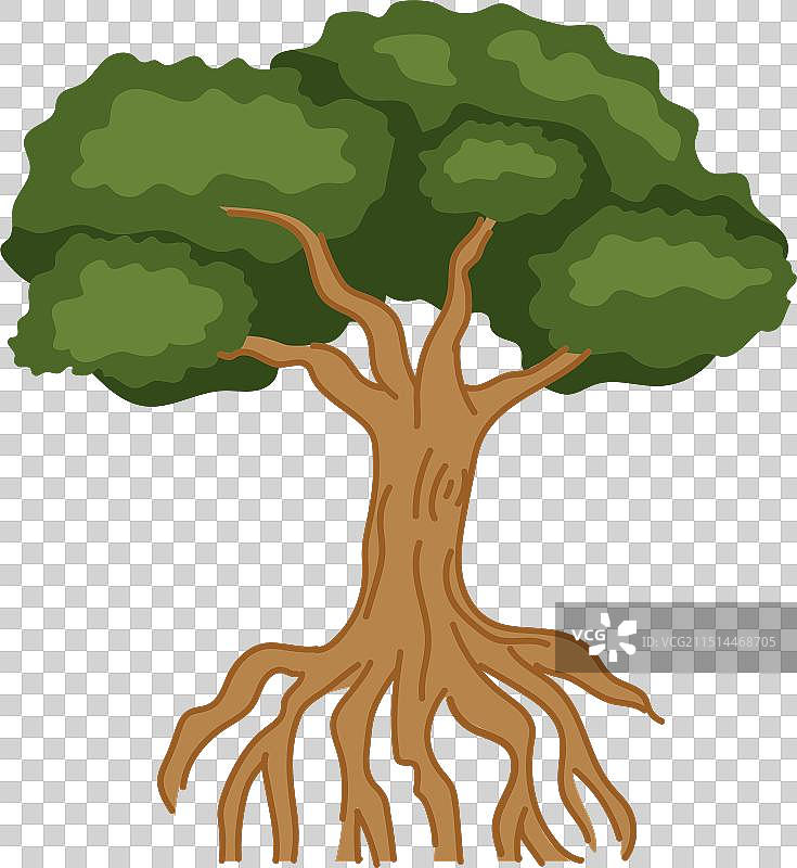 生长的热带红树林图片素材