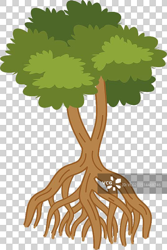 热带红树林图片素材