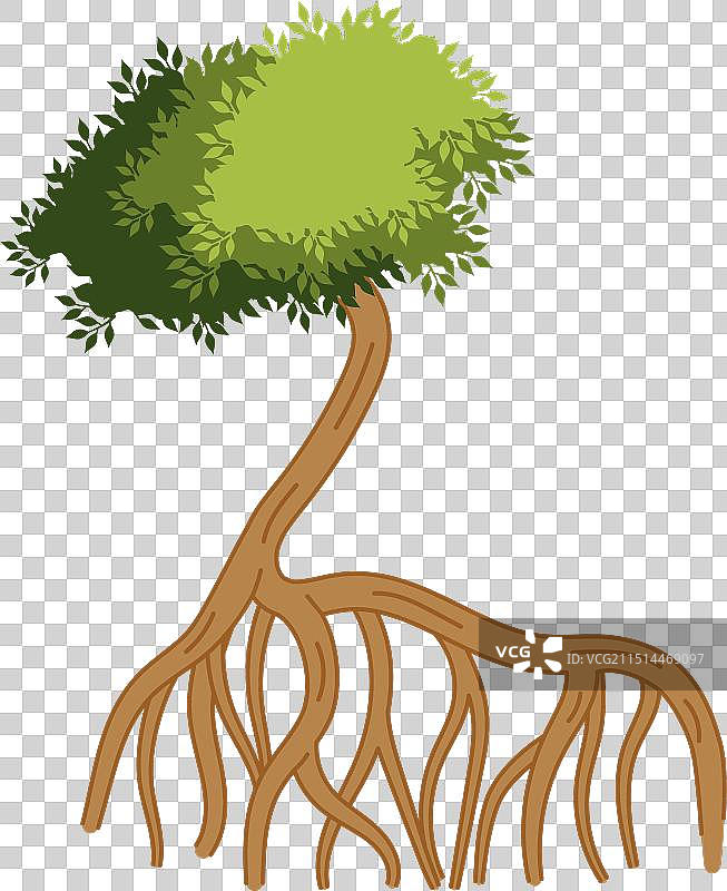 生根的红树林绿叶图片素材