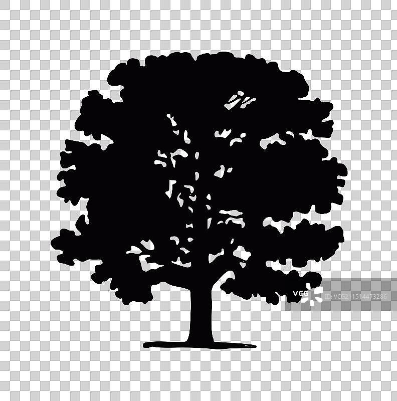大型落叶橡树的黑色轮廓图片素材