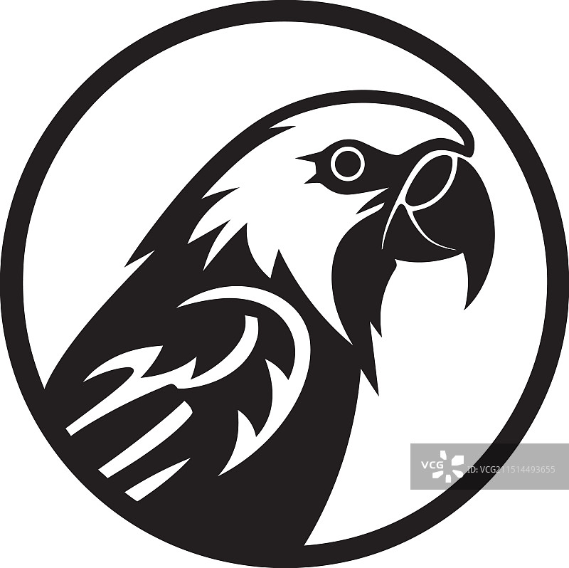 精致的迷人鹦鹉素描图片素材