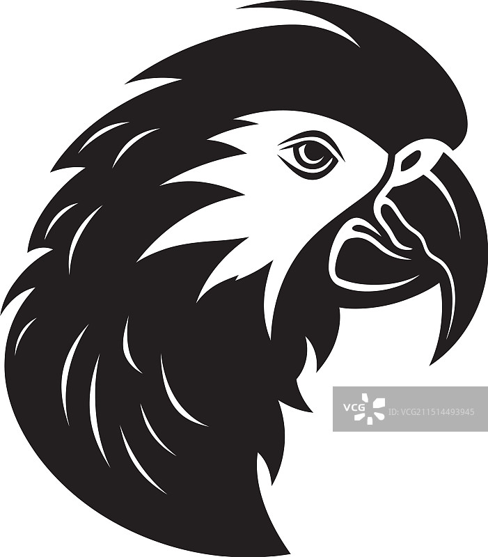 单色鹦鹉素描艺术图片素材