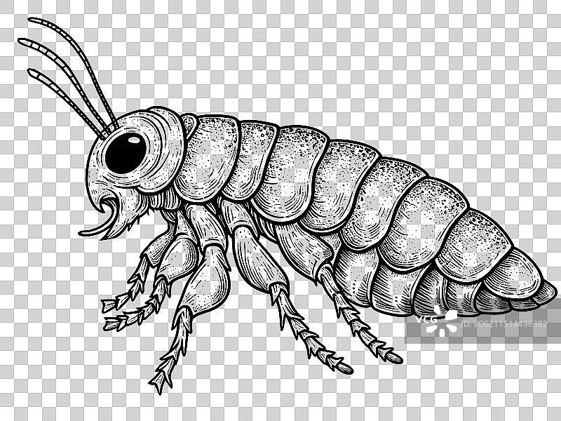 跳蚤昆虫隔离儿童图画着色图片素材