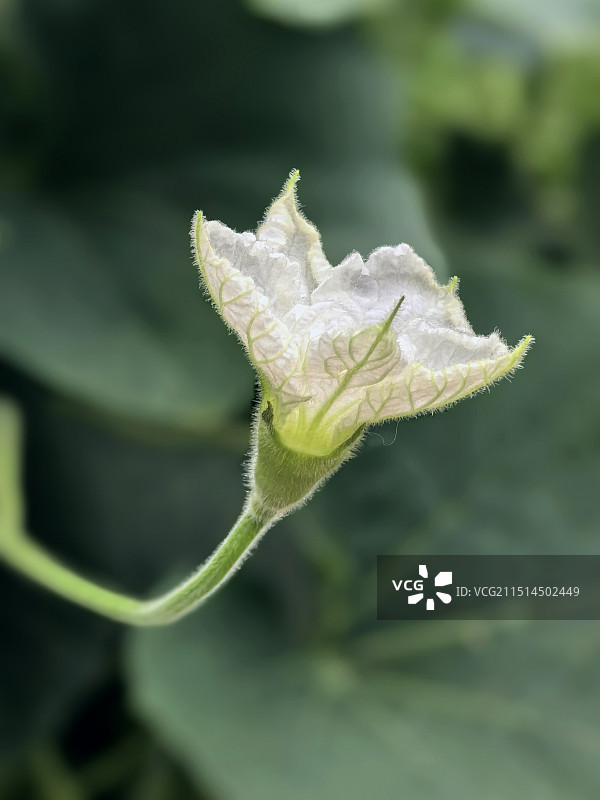 葫芦花图片素材