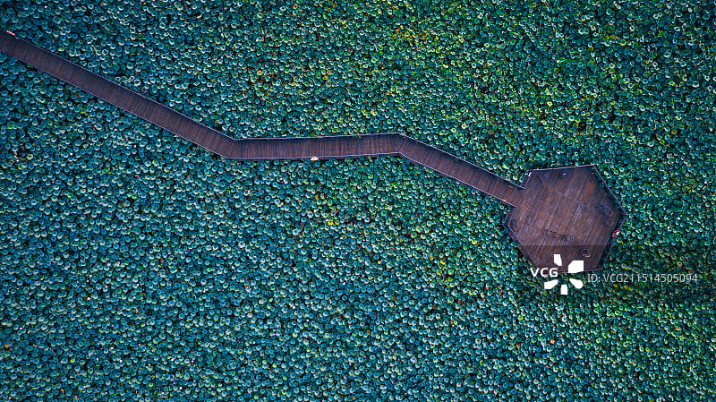 夏日荷塘图片素材