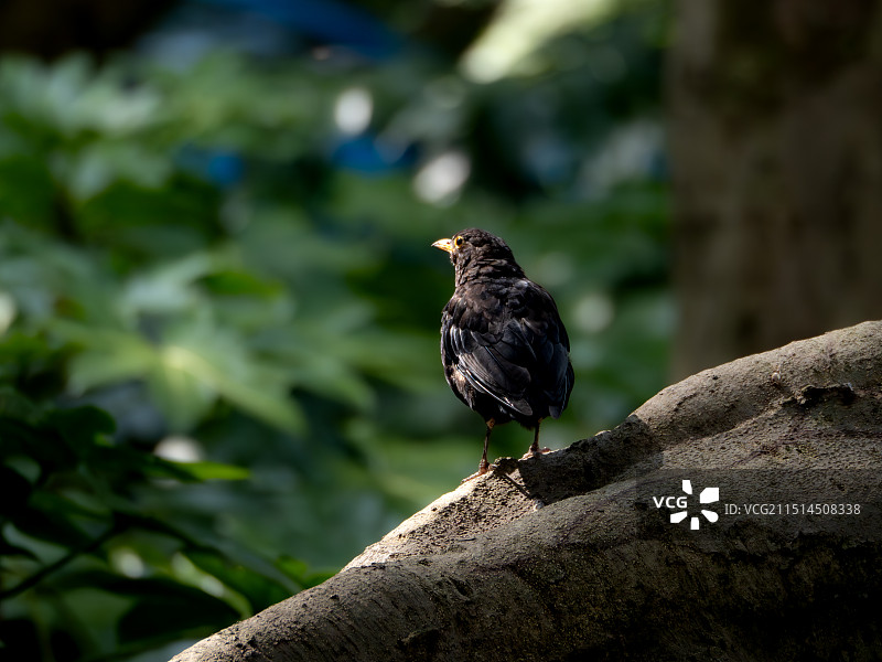 杭州西湖的乌鸫图片素材