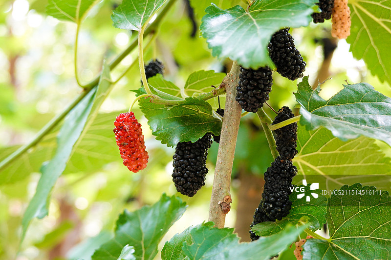 树上结的桑葚图片素材