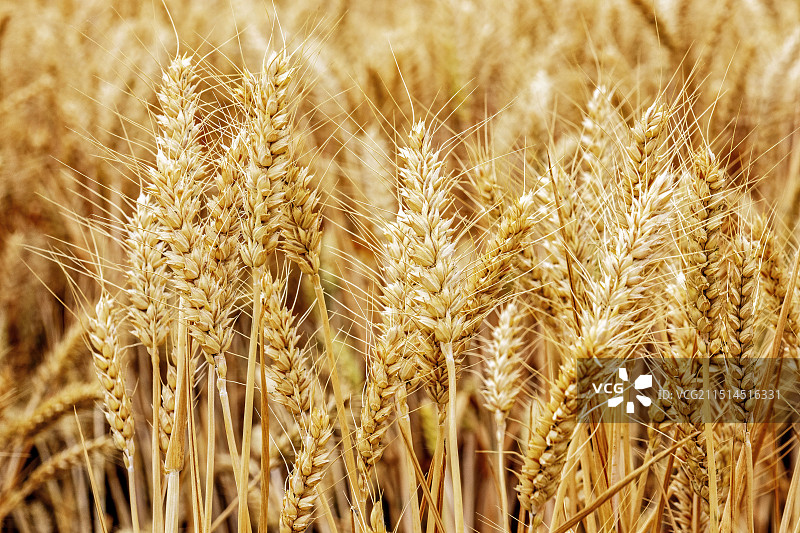 小麦收获图片素材