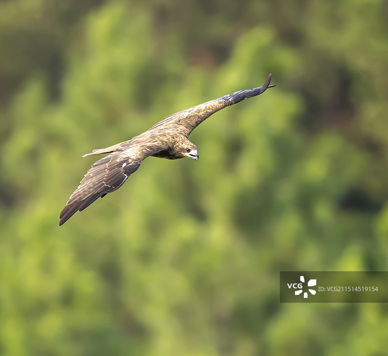 黑鸢翱翔在天空图片素材