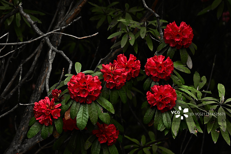 贵州毕节百里杜鹃图片素材