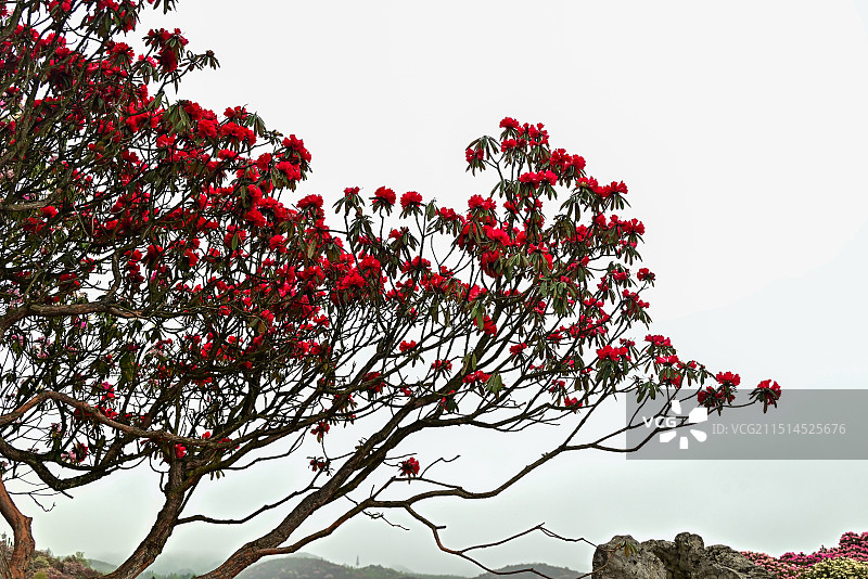 贵州毕节百里杜鹃图片素材