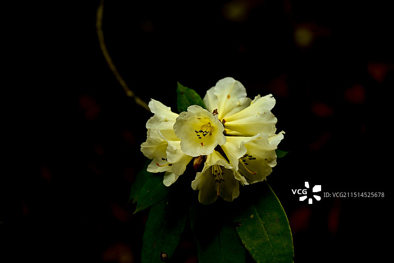 贵州毕节百里杜鹃图片素材