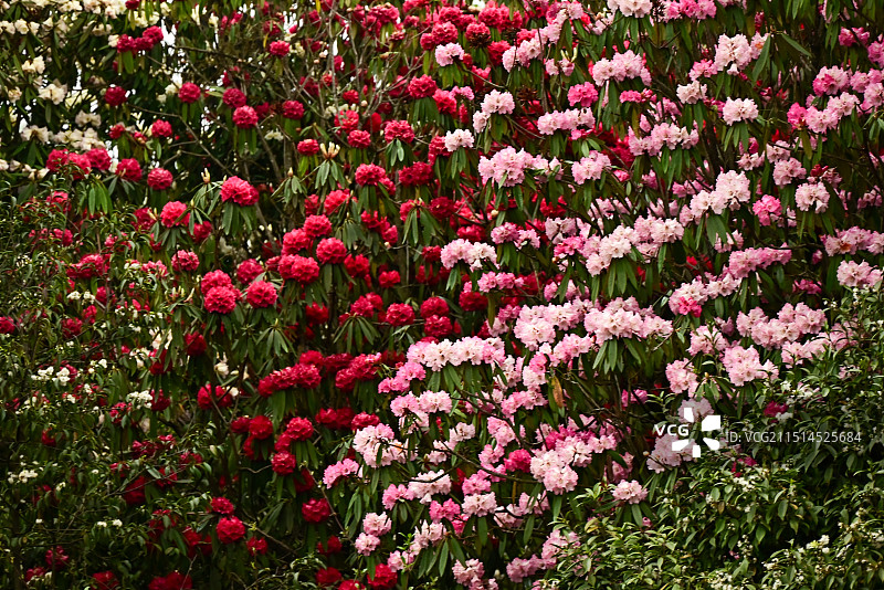 贵州毕节百里杜鹃图片素材