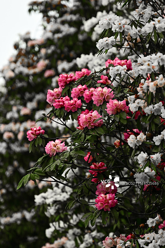 贵州毕节百里杜鹃图片素材