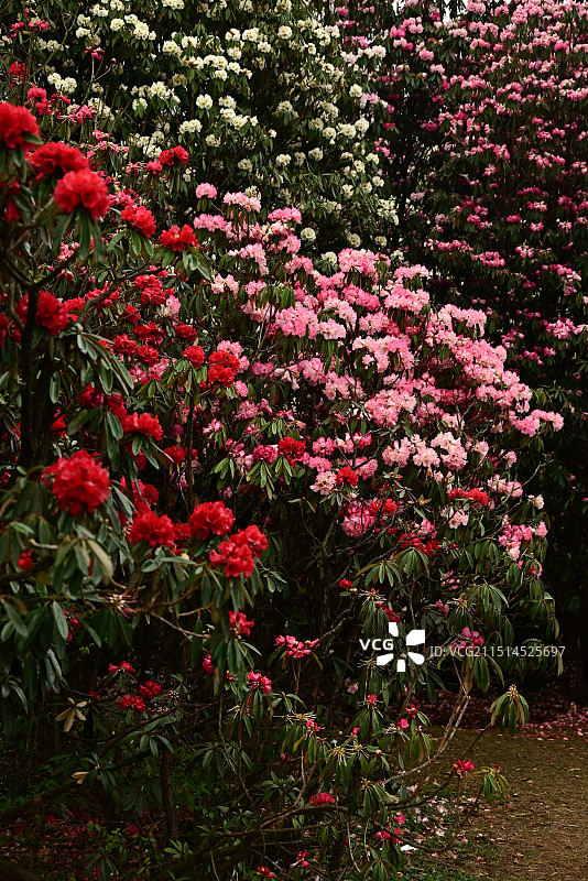 贵州毕节百里杜鹃图片素材