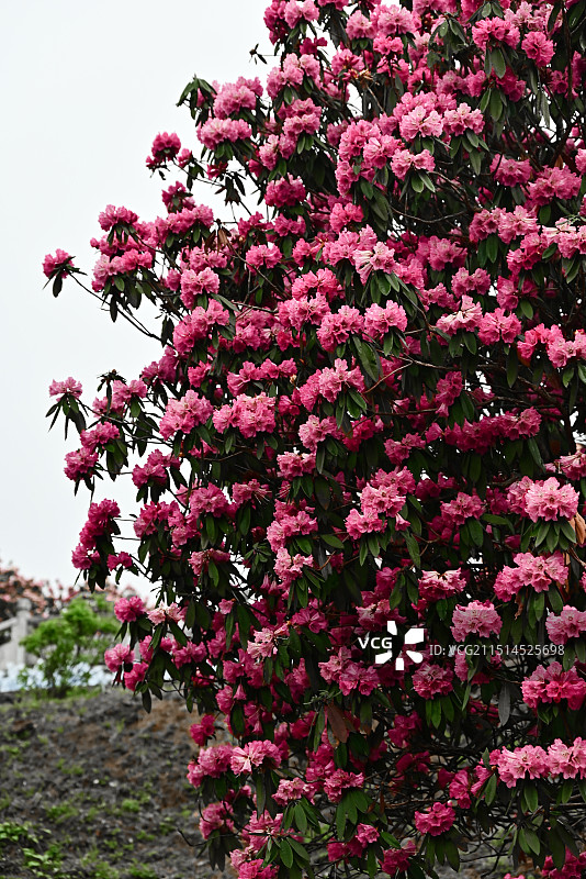 贵州毕节百里杜鹃图片素材