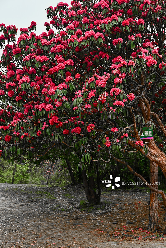 贵州毕节百里杜鹃图片素材