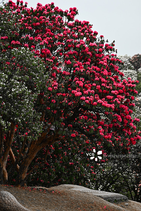 贵州毕节百里杜鹃图片素材