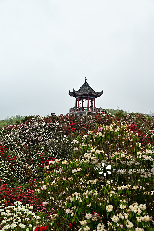 贵州毕节百里杜鹃图片素材