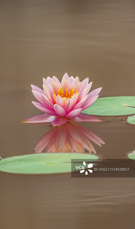 夏天睡莲开花图片素材