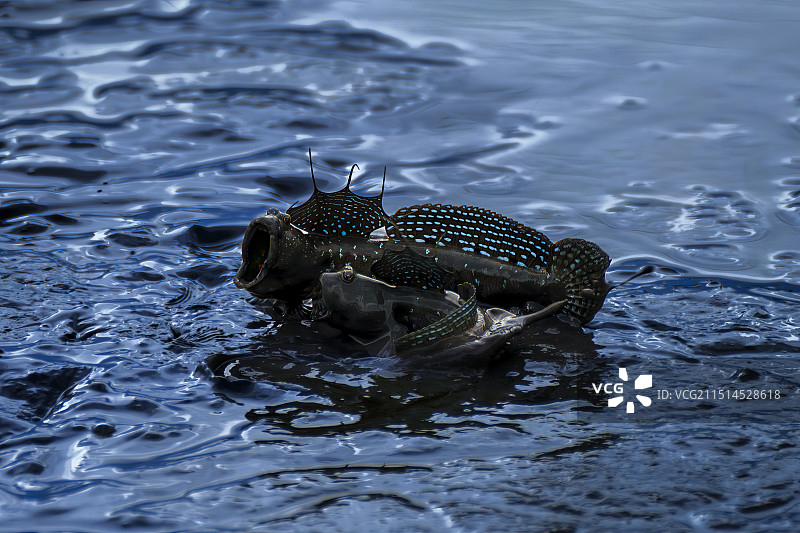 跳跳鱼的吶喊图片素材