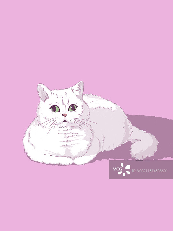 白色猫咪图片素材