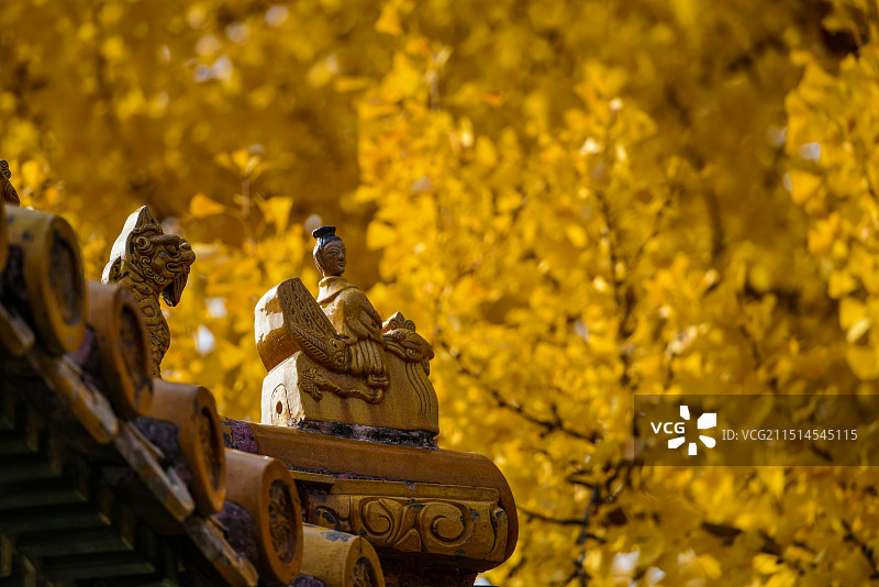 故宫-延禧宫银杏树图片素材