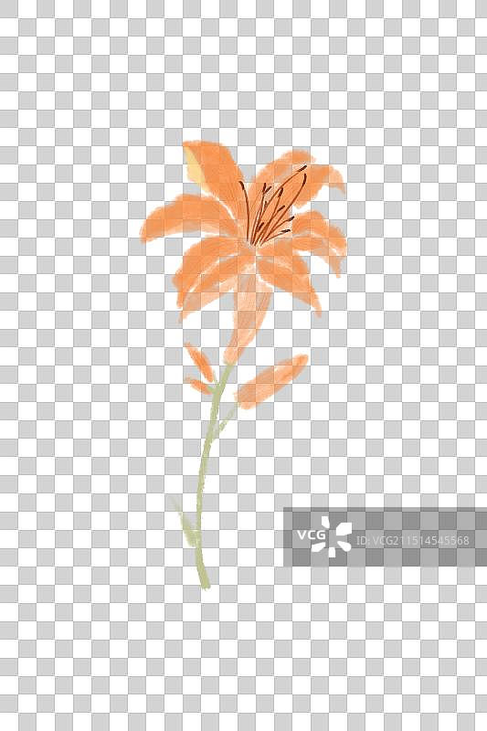 萱草花图片素材