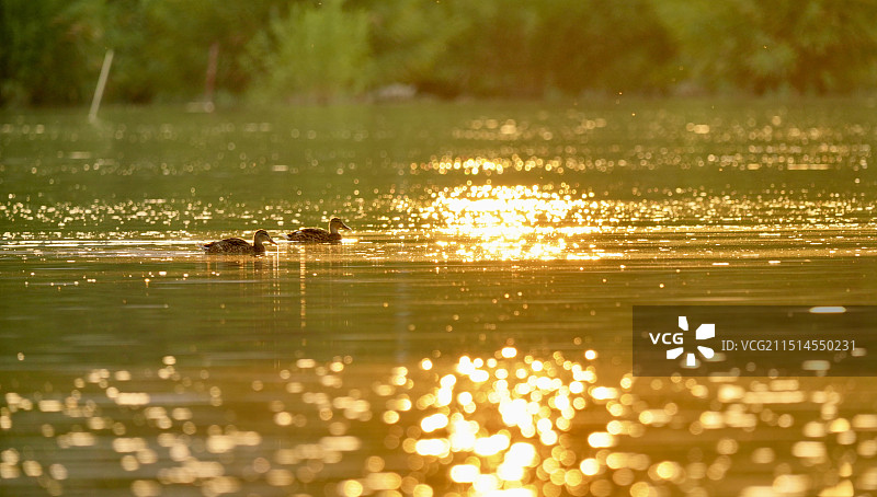 博尔塔拉河畔图片素材