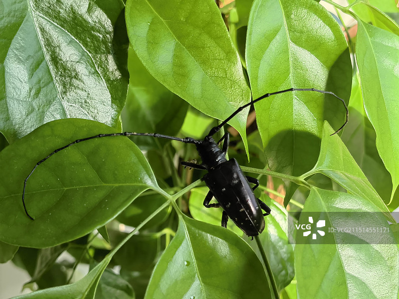 树叶上的天牛图片素材
