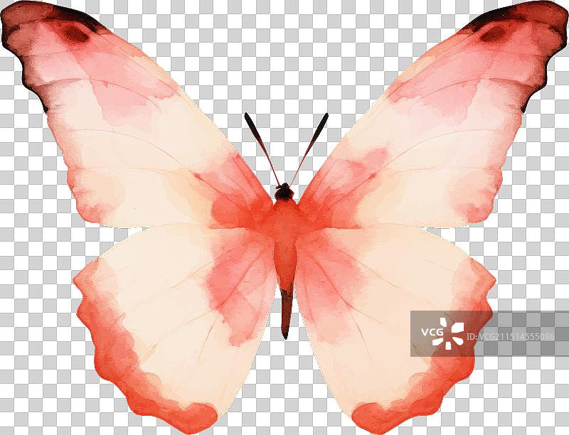 水彩粉色蝴蝶图片素材