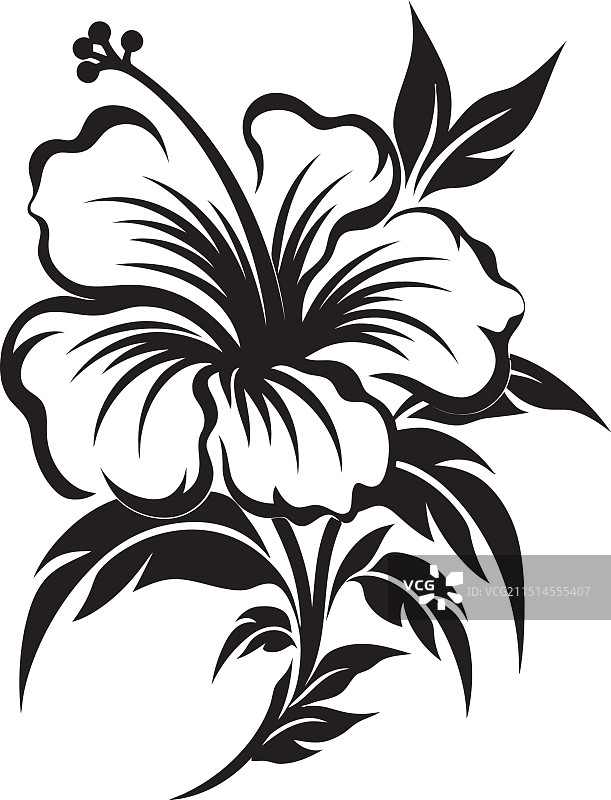 龙葵花盛开的热带花园图片素材