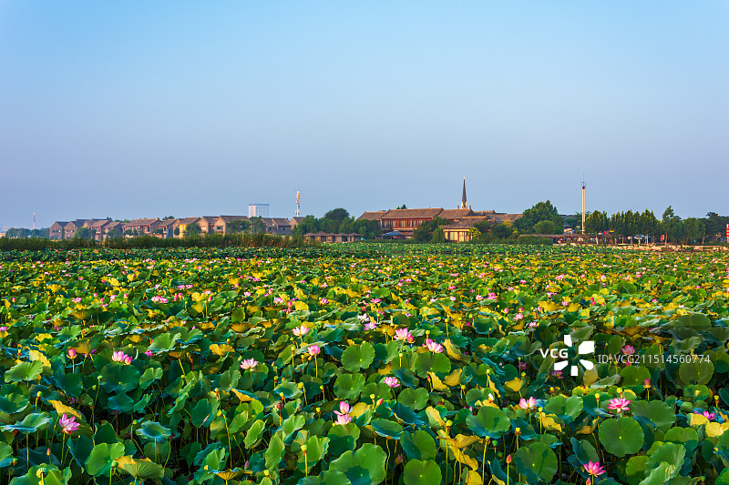 聊城东昌湖湿地初秋晨景24.08图片素材