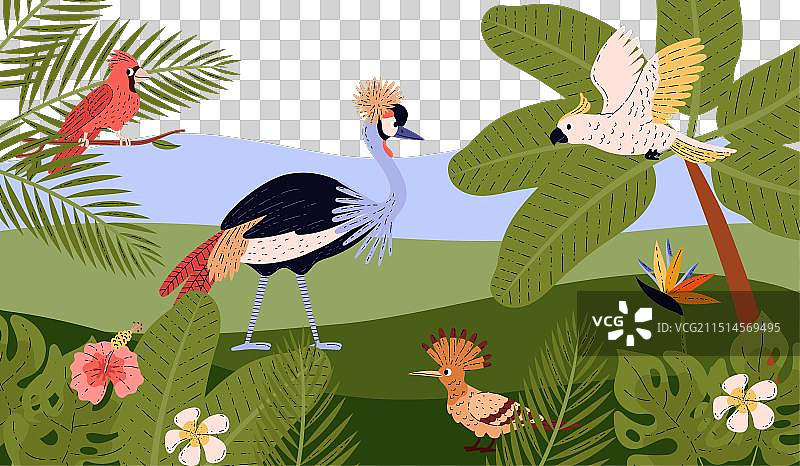 有热带鸟类的热带森林图片素材